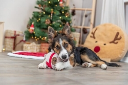 Xmas Dog - Pejsek, hračka pro psy se zvukem 16cm
