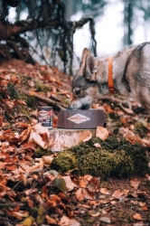 Carnilove Can Dog Wild Meat Lamb & Wild Boar 400g