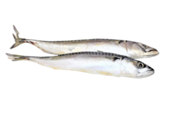 MŽ - Makrela celá nekuchaná 1kg