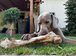Sušená hovězí kost - L cca 60cm