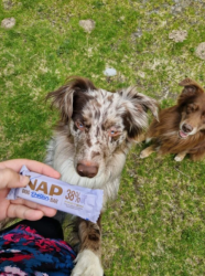 NAP - Psí proteinová tyčinka - Hovězí s levandulí 50g