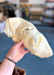 Hovězí tlama bílá (popcorn) cca 30-60cm