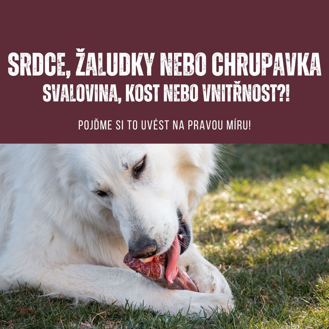 BARF: Žaludky, srdce a chrupavky - svalovina, ne vnitřnosti!